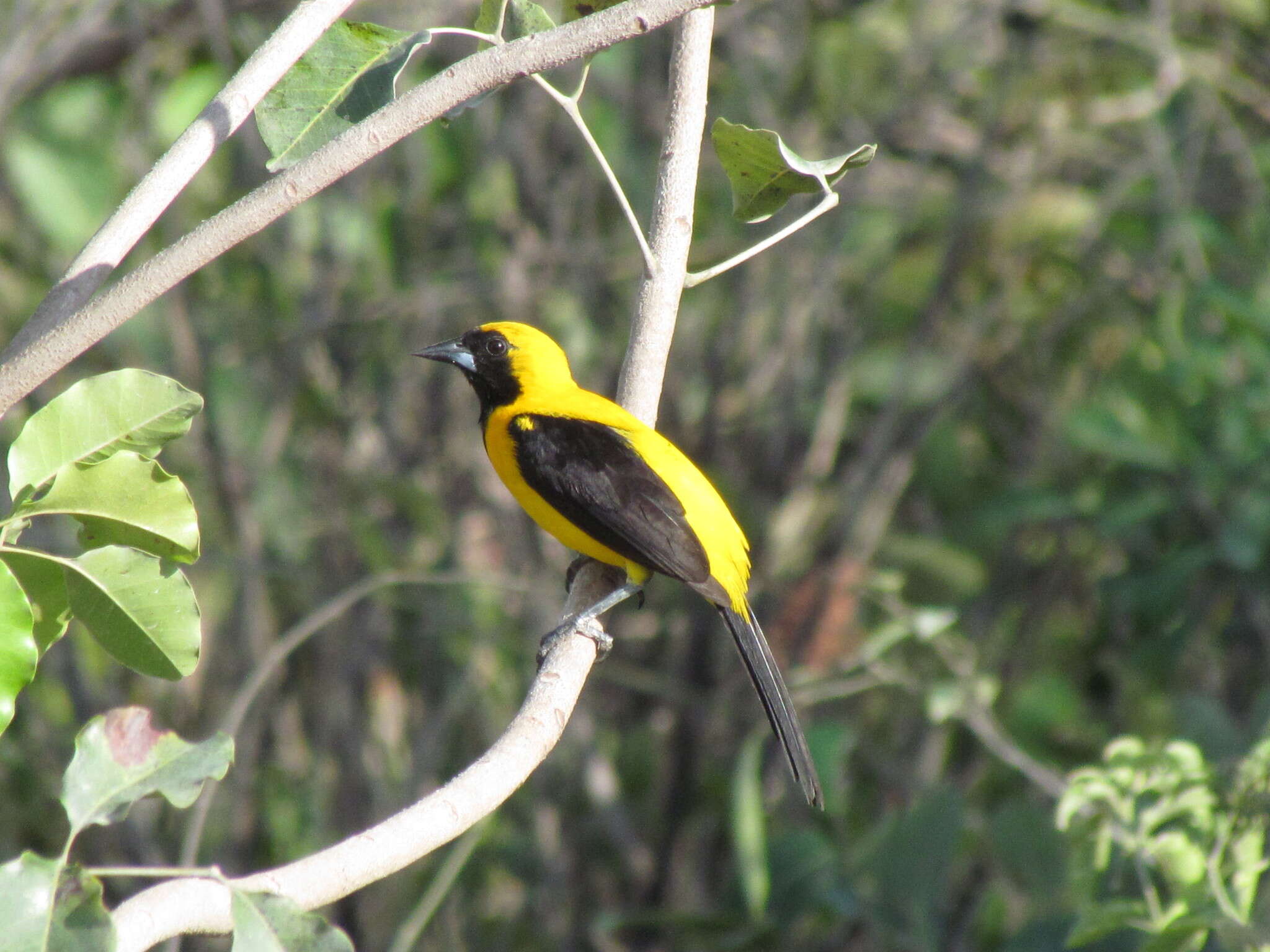 Image of Yellow-backed Oriole