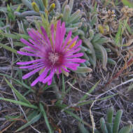 Image of Delosperma obtusum L. Bol.