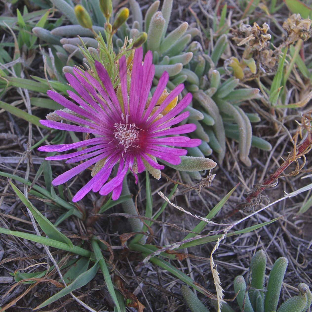 Delosperma obtusum L. Bol. resmi