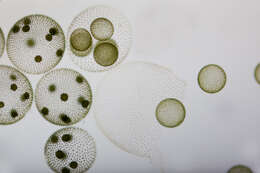 Image of Globe Algae