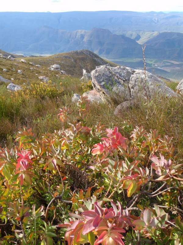 Plancia ëd Leucadendron cordatum E. Phillips