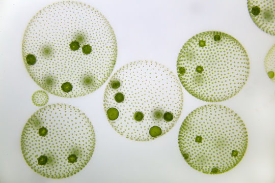Image of Globe Algae