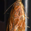 Olethreutes nitidana Clemens 1860的圖片