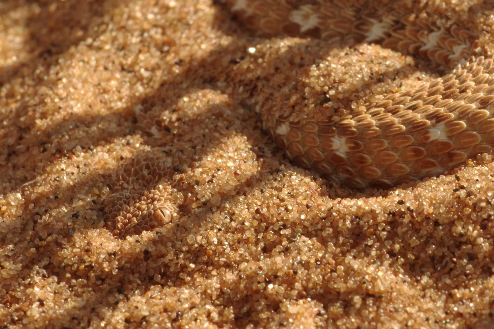 Image of Dwarf Puff Adder