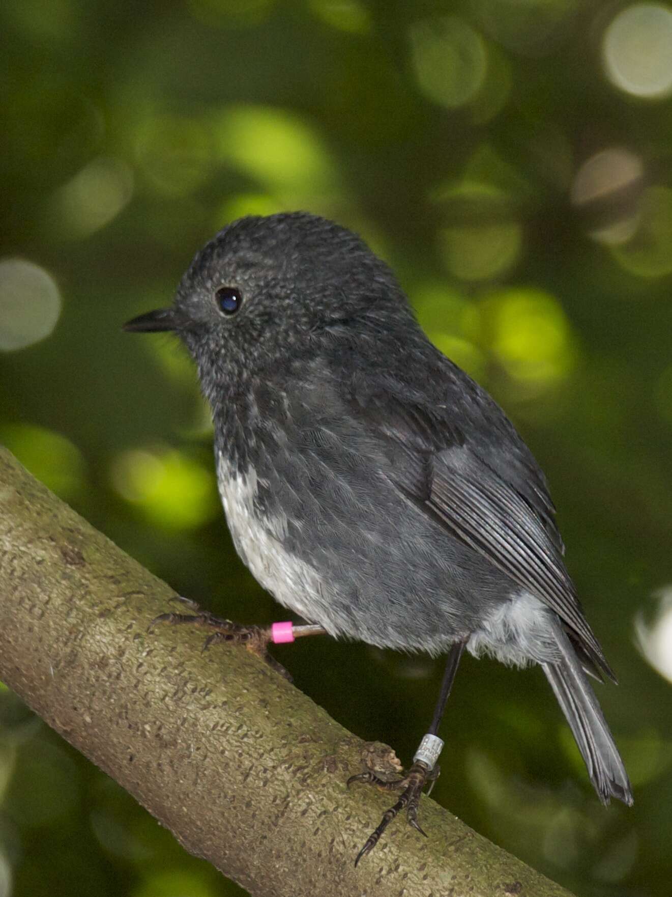 Image of North Island Robin