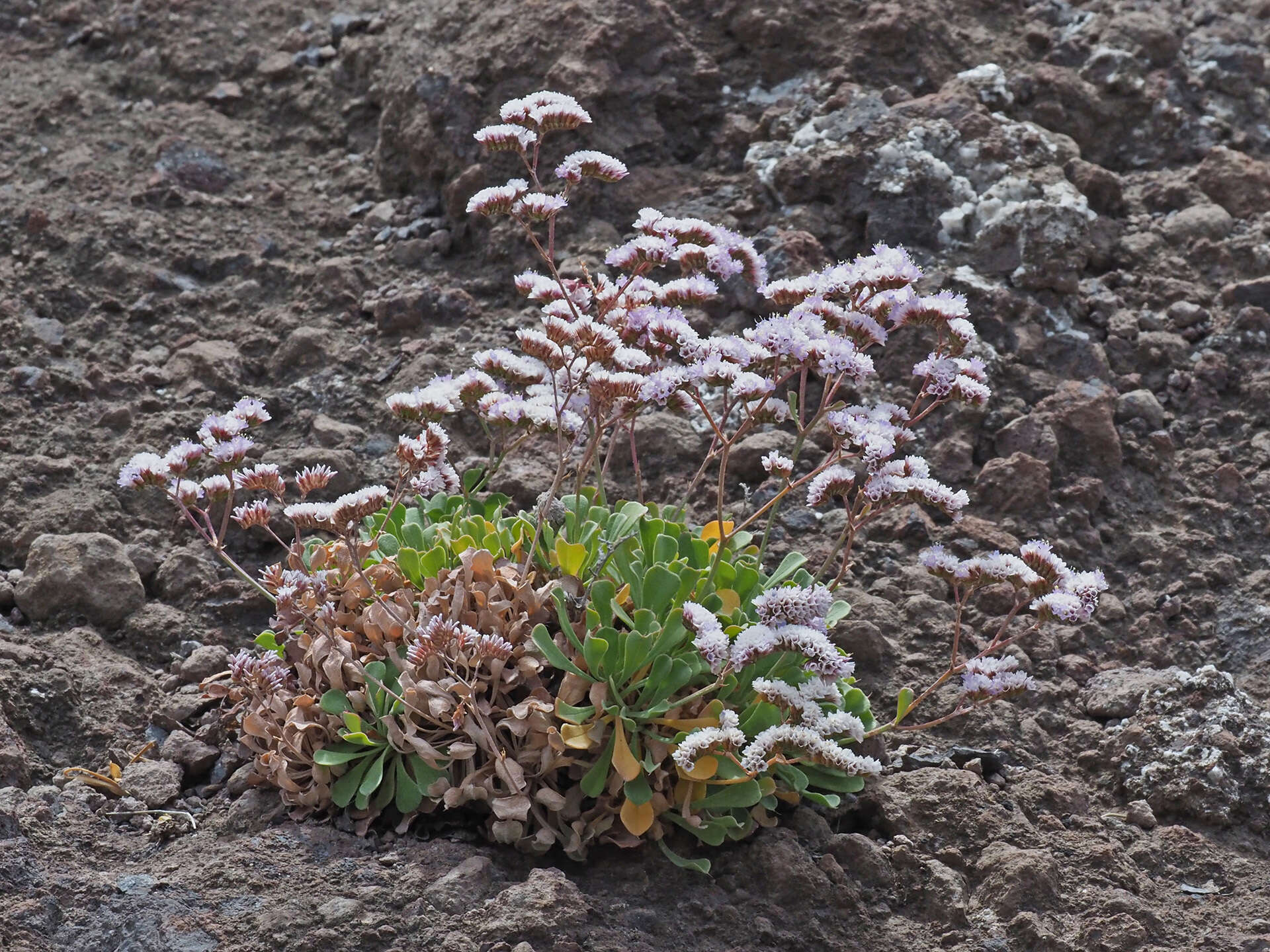 Limonium pectinatum (Ait.) Kuntze resmi