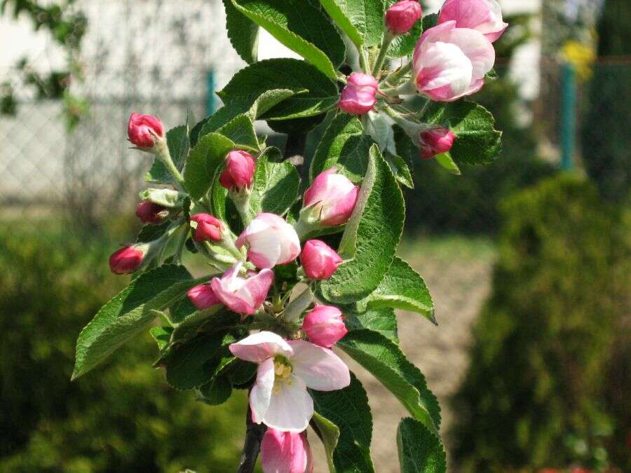 Image of Malus sieversii (Ledeb.) Roem.