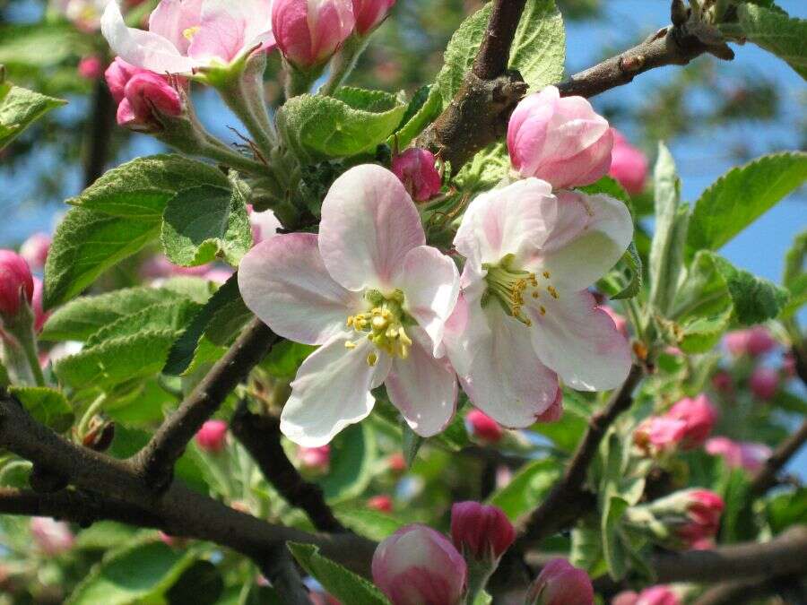 Image of Malus sieversii (Ledeb.) Roem.