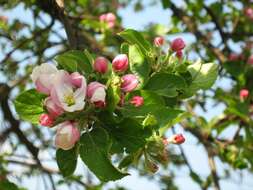 Image of Malus sieversii (Ledeb.) Roem.