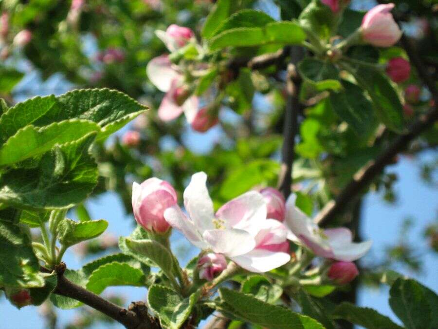 Image of Malus sieversii (Ledeb.) Roem.