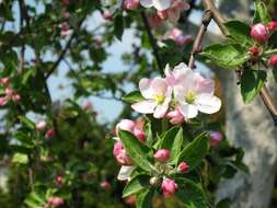 Image of Malus sieversii (Ledeb.) Roem.