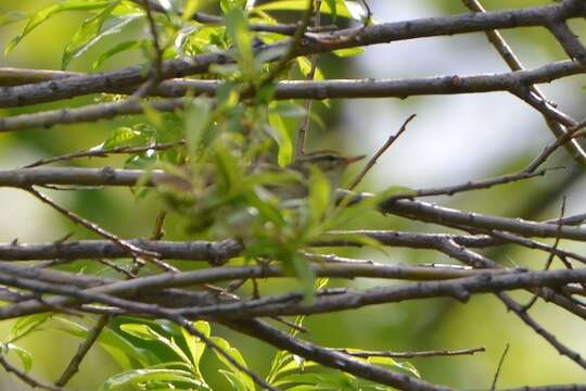 Image of Kamchatka Leaf Warbler