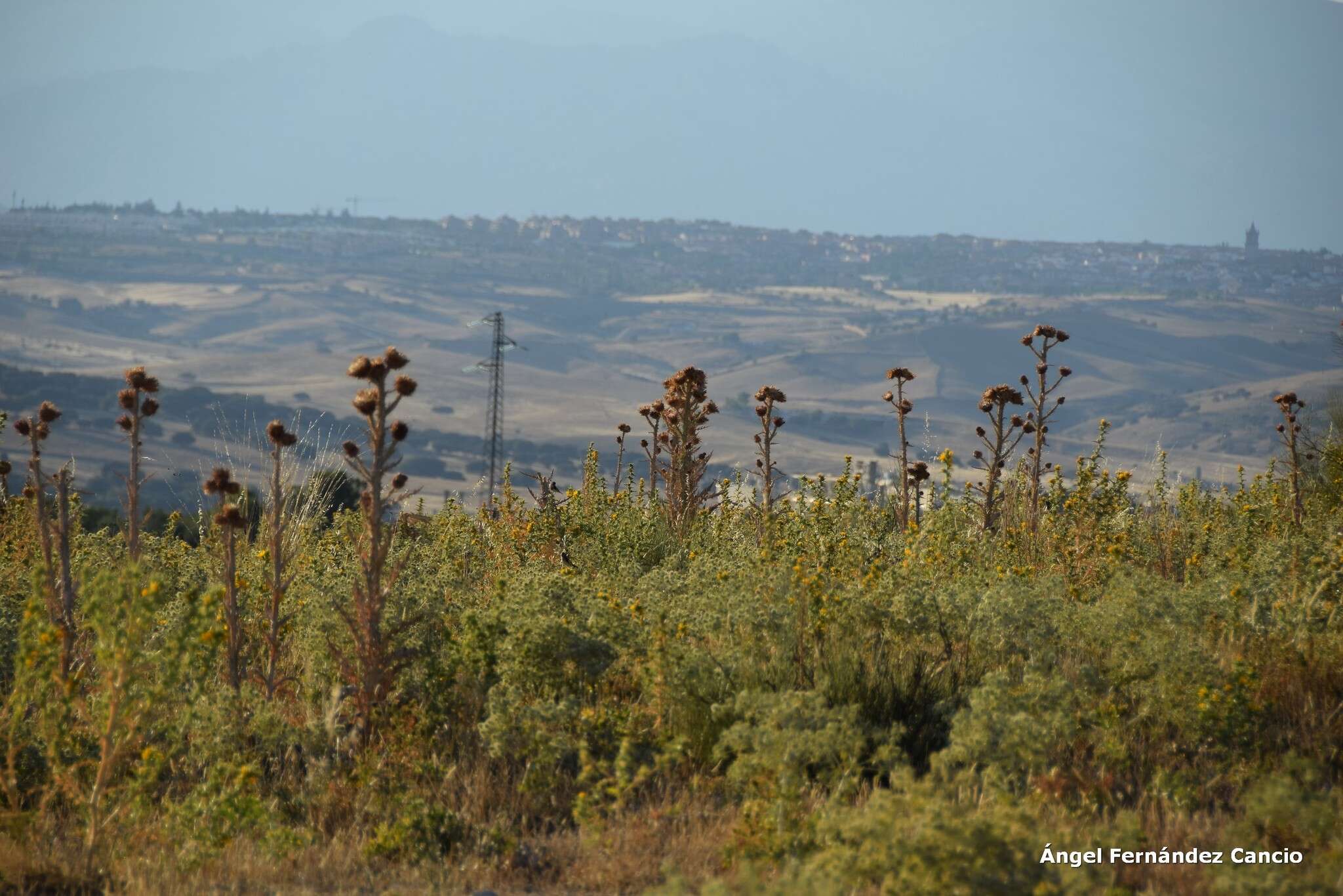 Image of Illyrian cottonthistle