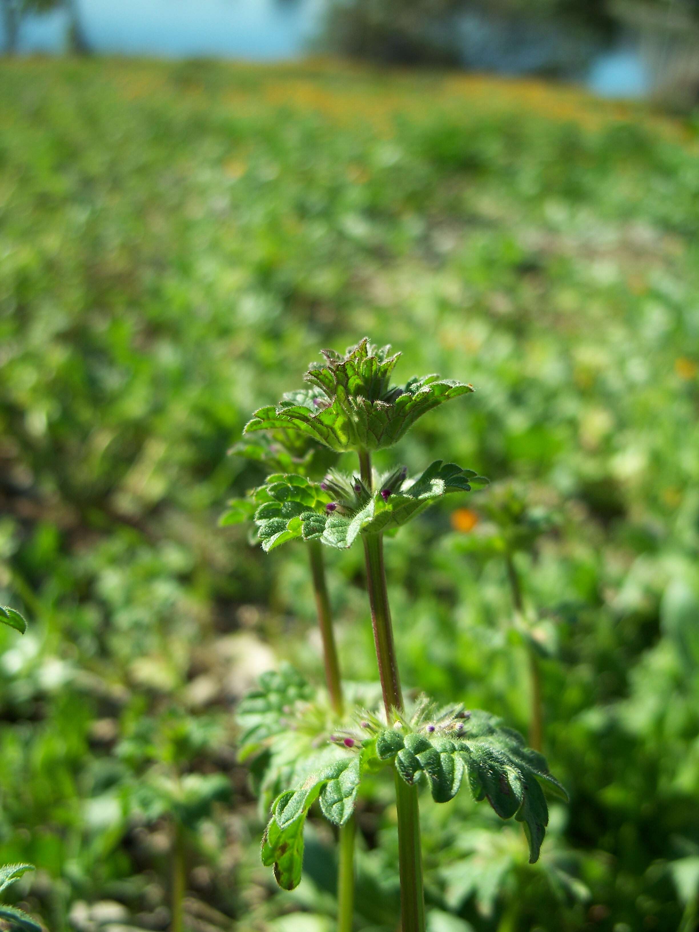 Image of common henbit