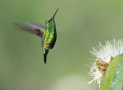 Image of Western Emerald