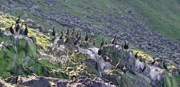 Image of European Shag