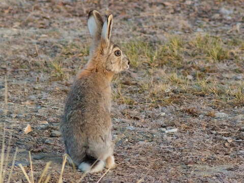 Image of Tolai Hare