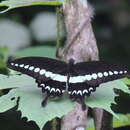 Papilio liomedon Moore 1874 resmi