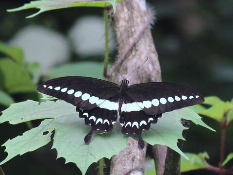 Image of Malabar Banded Swallowtail