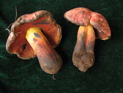 Image of Deceiving Bolete