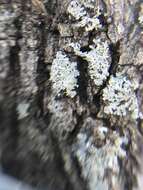 Image of rosette lichen