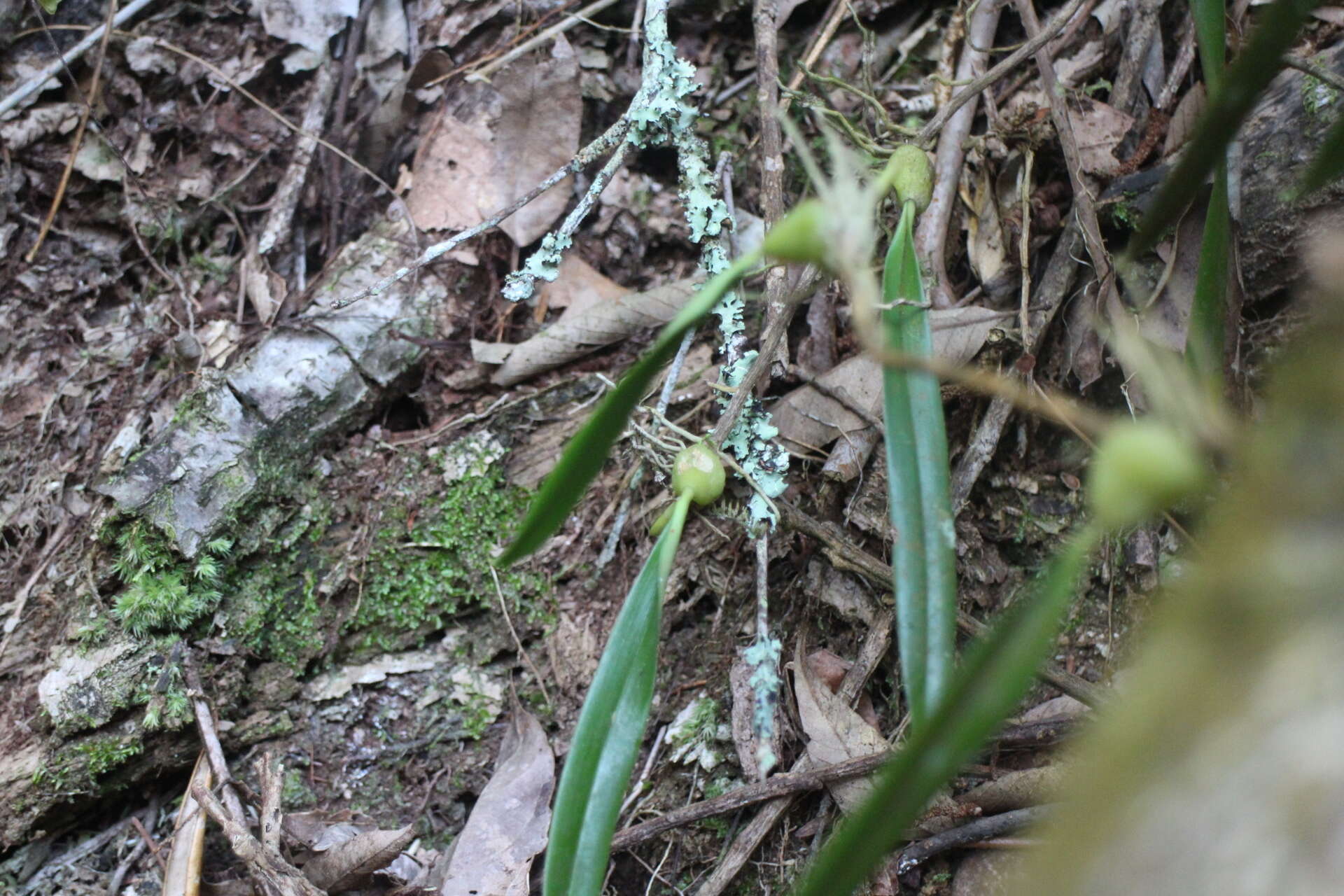 Image of Bulbophyllum bifurcatoflorens (Fukuy.) J. J. Verm., Schuit. & de Vogel