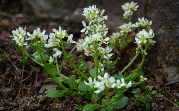 Image of Tatra Scurvy-grass