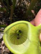 Image of Pitcher Plant Mining Moth