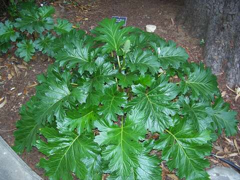 Imagem de Acanthus mollis L.