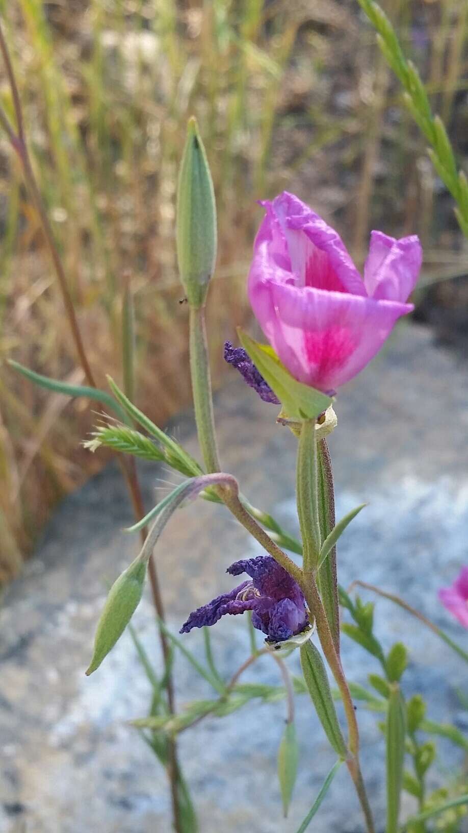 Imagem de Clarkia gracilis subsp. sonomensis (C. L. Bitchc.) F. H. Lewis & M. E. Lewis