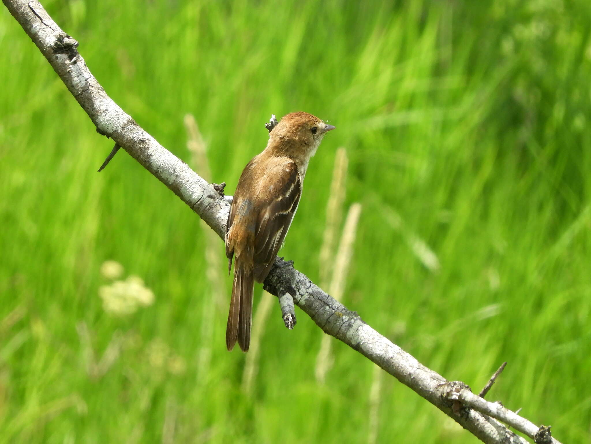 Myiophobus fasciatus (Müller & Pls 1776)的圖片