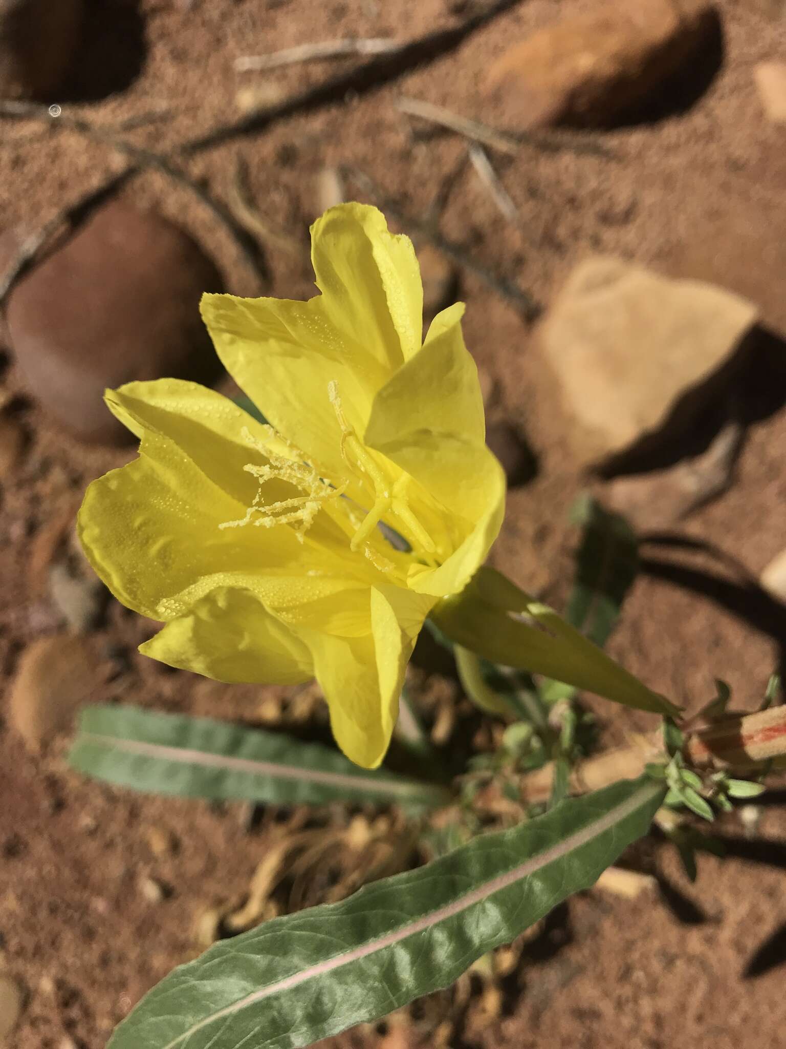 Image of longstem evening primrose