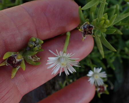 Image of Delosperma hirtum (N. E. Br.) Schwant.