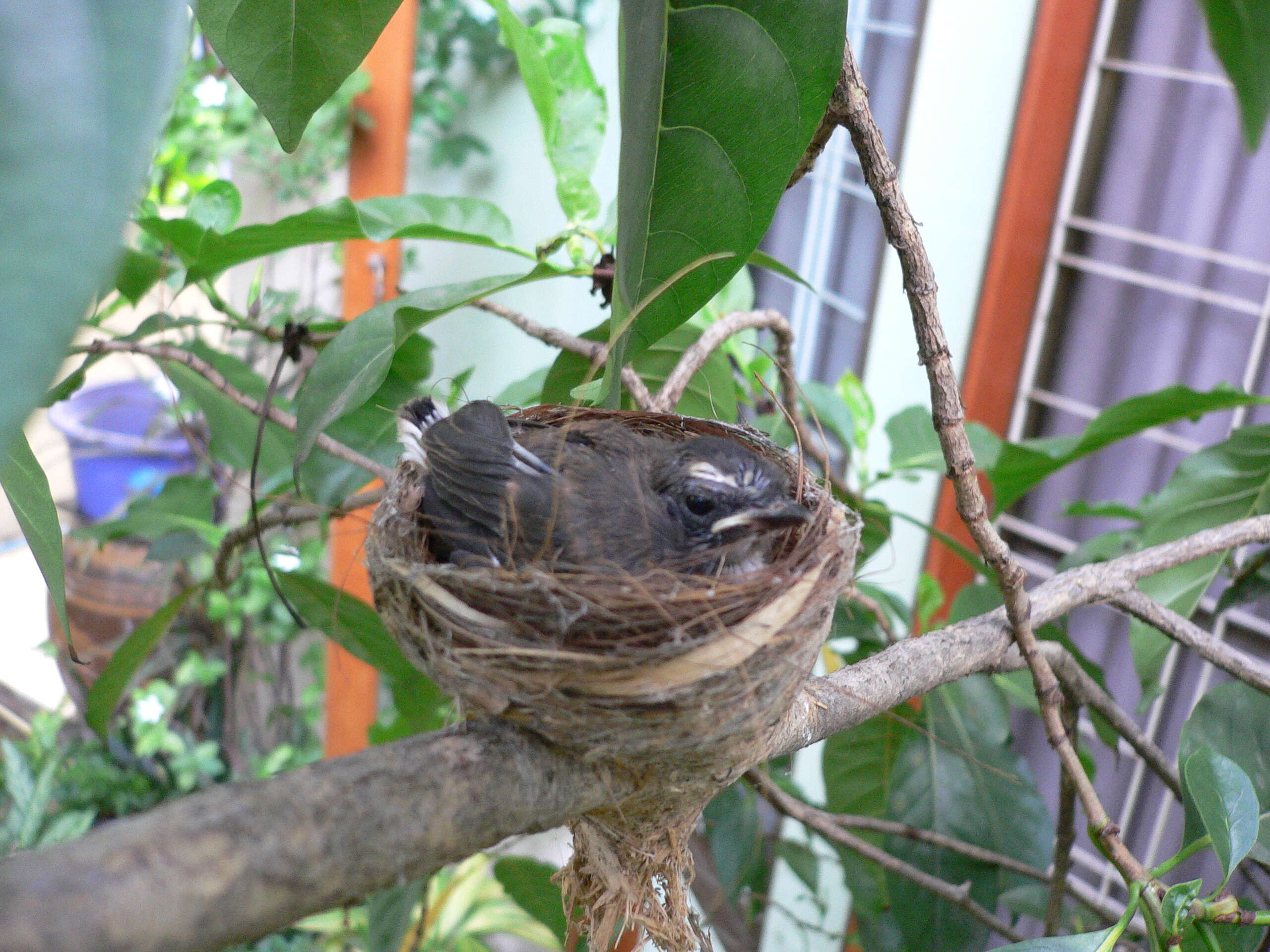 Image of Malaysian Pied Fantail