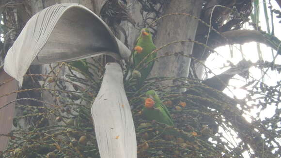 Image of Plain Parakeet