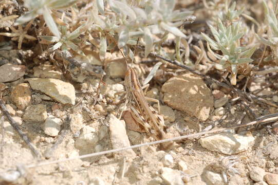 Ramburiella (Palaeocesa) turcomana (Fischer von Waldheim 1833) resmi