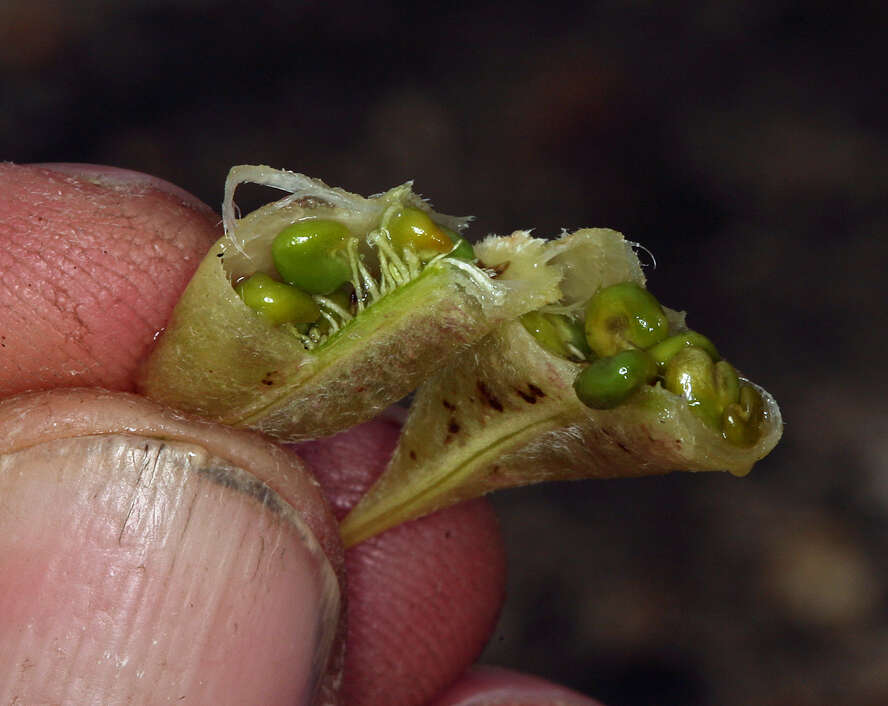 Imagem de Astragalus casei A. Gray