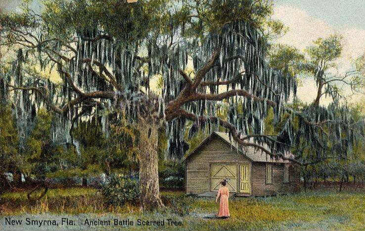 Image of Spanish moss