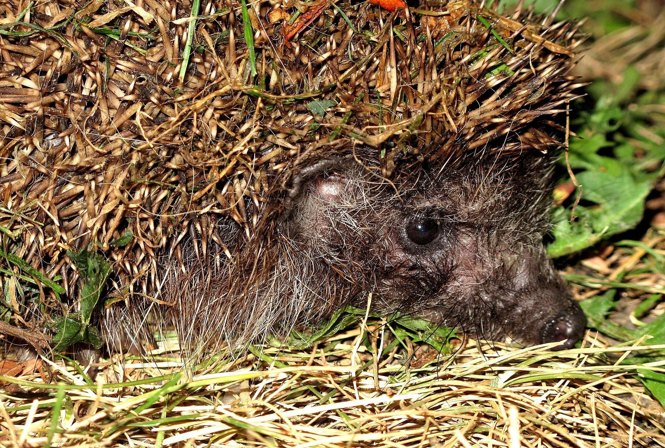 Image of Northern White-Breasted Hedgehog