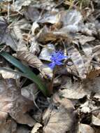 Image of Scilla vindobonensis Speta