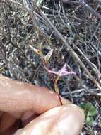 Image of Disa obliqua subsp. obliqua