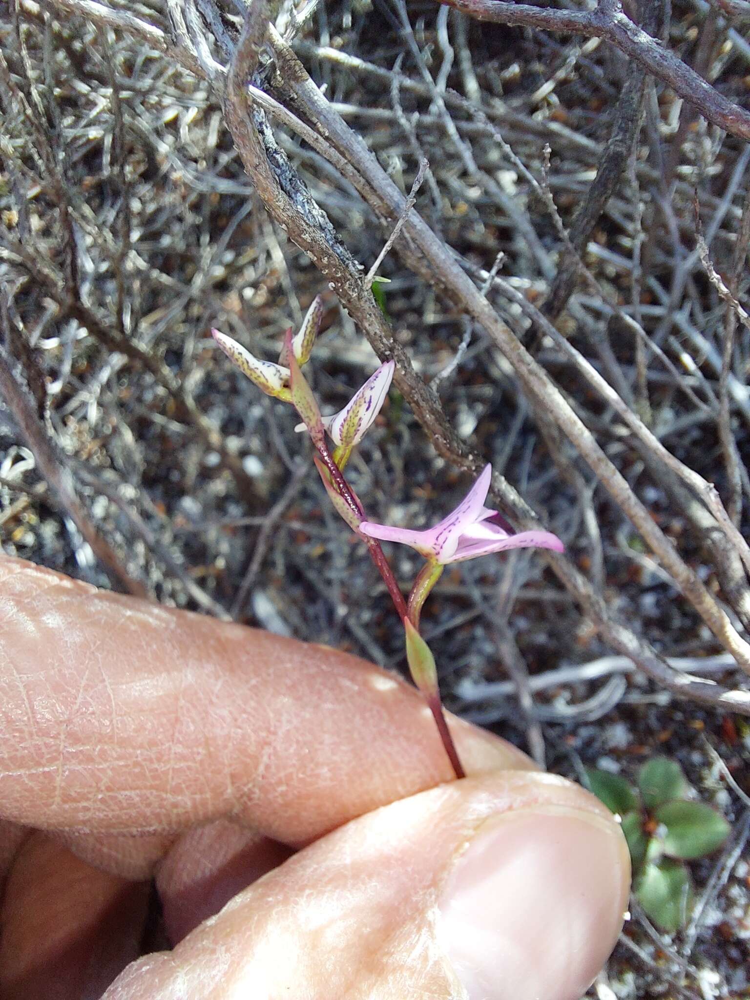 Image of Disa obliqua subsp. obliqua