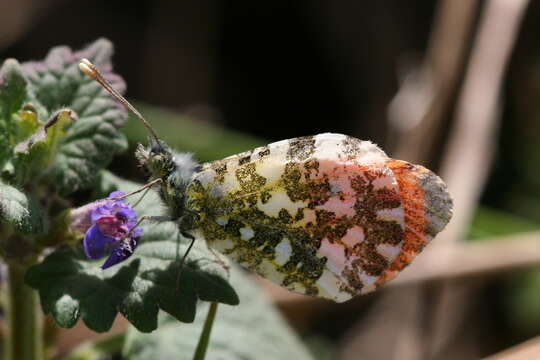 Image of orange tip