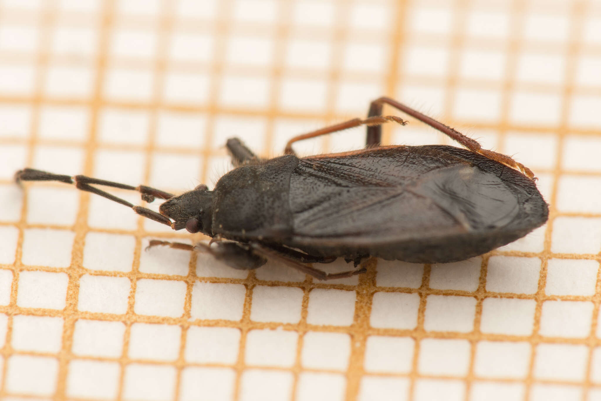 Image of Eremocoris plebejus (Fallen & C. F. 1807)