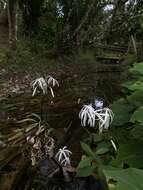 Image de Crinum thaianum J. Schulze