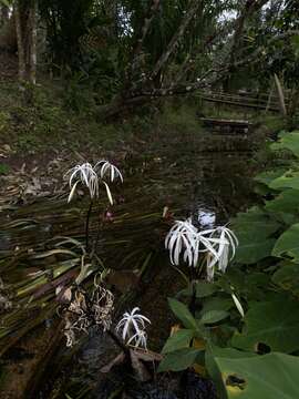 Image of Onion Plant