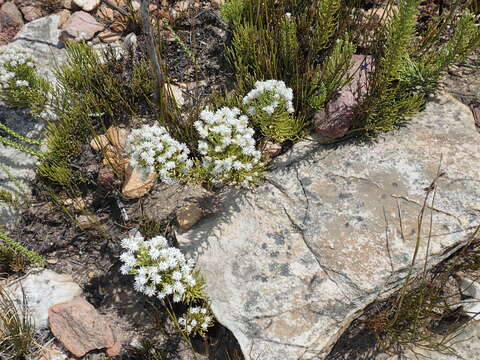 Image of Dolichothrix ericoides (Lam.) Hilliard & Burtt