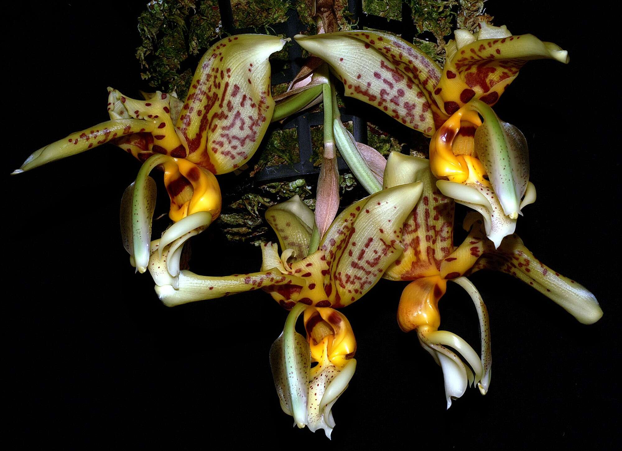 Image of Stanhopea shuttleworthii Rchb. fil.