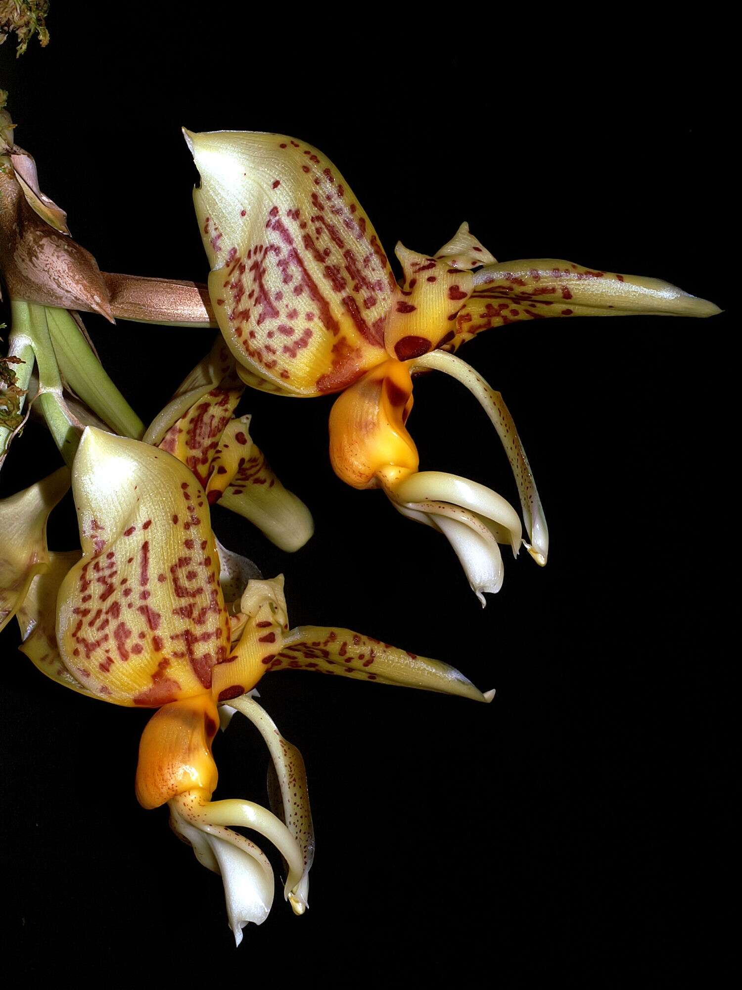 Image of Stanhopea shuttleworthii Rchb. fil.