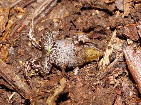 Image of Eastern Smooth Frog